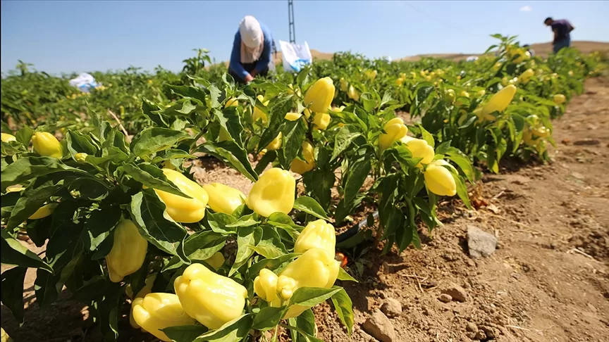 Elazığ Çince Tercümanlık